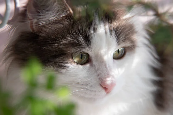 Close up cara de gato — Fotografia de Stock