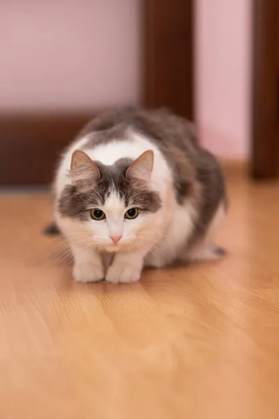 El gato juega y caza — Foto de Stock