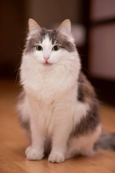 Gato se sienta con la boca abierta — Foto de Stock