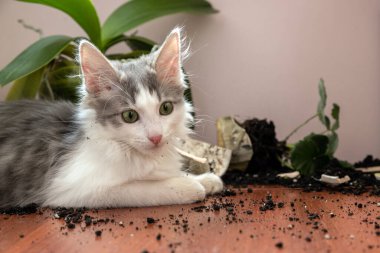 Kedi yavrusu saksıyı kırdı.