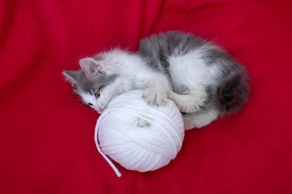 子猫は糸の玉で遊んでいます — ストック写真