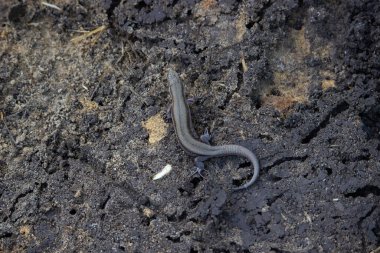Live lizard on the ground view from above