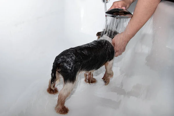 washing the dog at home