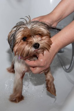 Köpeği evde yıkamak.