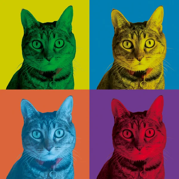 Warhol tarzında güzel bir kedi.