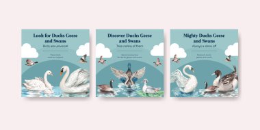 Ördek ve kuğu konseptli pankart şablonu, suluboya stil