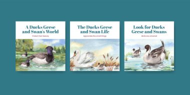 Ördek ve kuğu konseptli pankart şablonu, suluboya stil