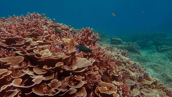 Coral Encontrado Área Aislada Del Arrecife Coral Tokong Burung Tioman — Foto de Stock