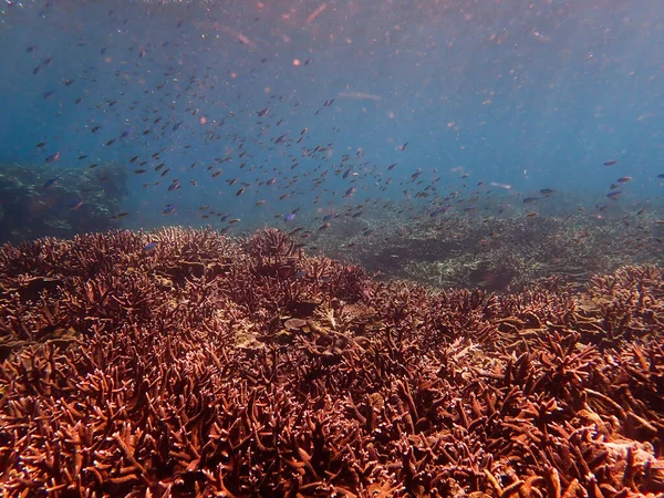 Coral Encontrado Área Aislada Del Arrecife Coral Tokong Burung Tioman — Foto de Stock