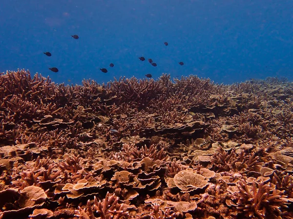 Coral Encontrado Área Aislada Del Arrecife Coral Tokong Burung Tioman — Foto de Stock