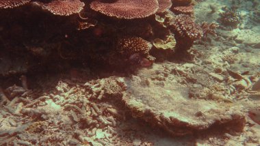 Tokong Burung, Tioman, Malezya 'daki izole mercan kayalıklarında mercan bulundu.