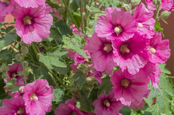 Kluster Blommande Blommor Alcea Rosea Från Familjen Malvaceae Med Rosa — Stockfoto
