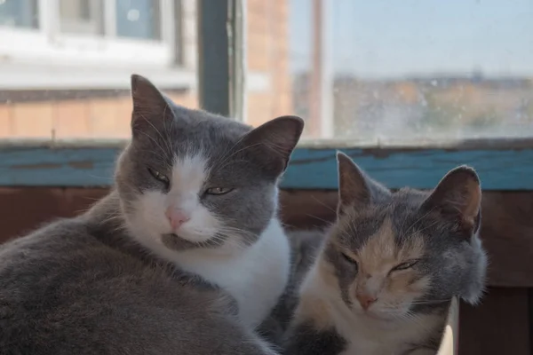 Twee Driekleurige Katten Grijs Wit Bruin Liggend Lui Hurkend Aan — Stockfoto