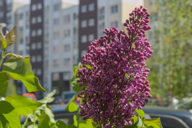 Şehir avlusunda büyüyen mor leylak tomurcuklarından oluşan bir bahar kümesi. Arka planda, bej-kahverengi cepheli bulanık bir apartman görebilirsiniz, arabaların tepeleri...