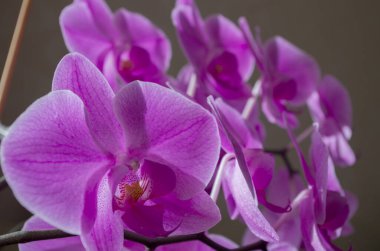 Mor damarlı yapraklı, açık pembe orkide çiçekleri kümesi, gri-yeşil arka planda, ön planda seçici bir odak noktası. Tebrik kartı tasarımı için çiçek arkaplanı.