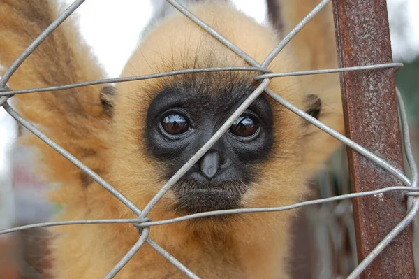 Monkey with a sad look behind bars — стоковое фото