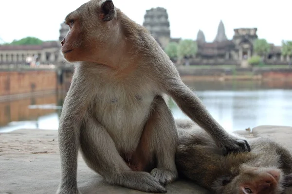 カンボジアのアンコールワット寺院の前の猿 — ストック写真