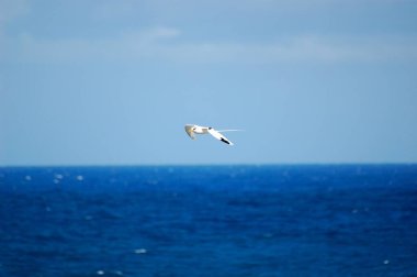Mauritius 'un uzun kuyruk sembollü beyaz martı.