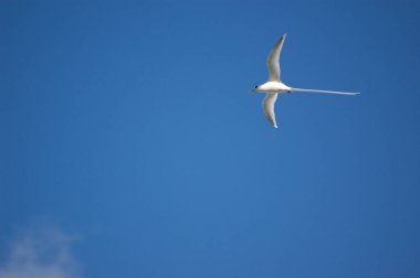 Mauritius 'un uzun kuyruk sembollü beyaz martı.