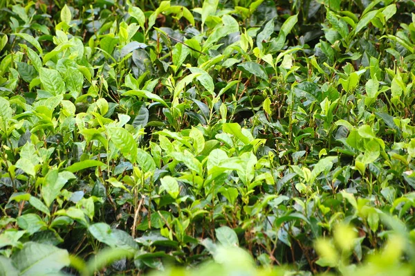 Güney Mauritius 'taki çay yaprağı çiftliği.