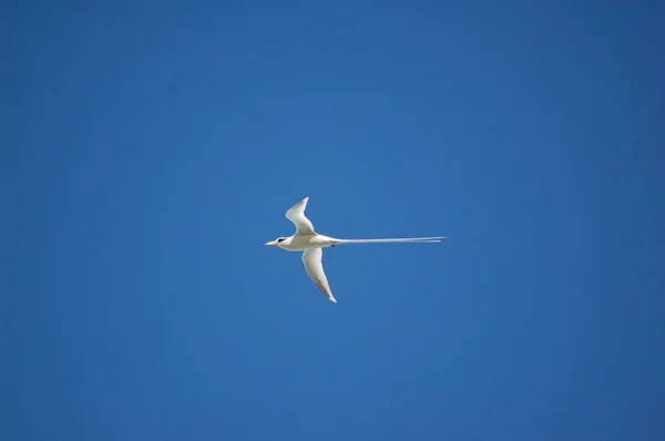 Mauritius 'un uzun kuyruk sembollü beyaz martı.