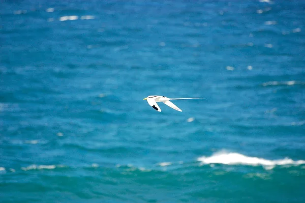 Mauritius 'un uzun kuyruk sembollü beyaz martı.
