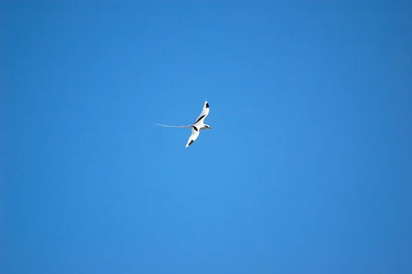 White seagull with long tail symbol of mauritius — Stock Photo, Image