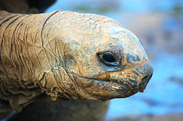 Mauritius Adası 'nda yeşil yaprak yiyen kaplumbağa.