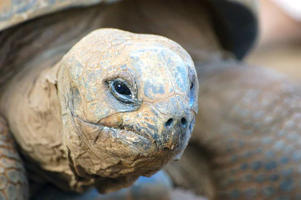 Mauritius Adası 'nda yeşil yaprak yiyen kaplumbağa.
