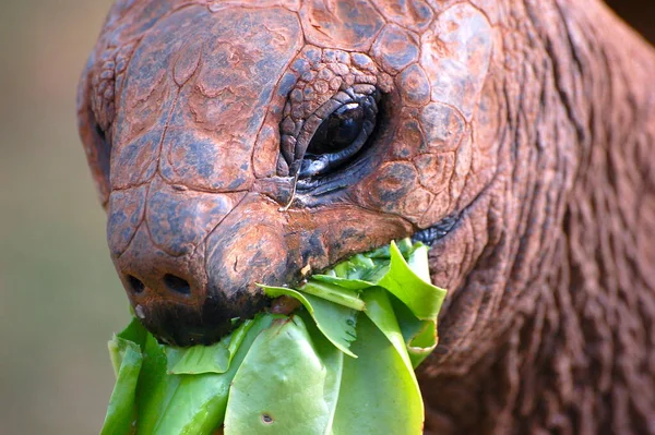 Mauritius Adası 'nda yeşil yaprak yiyen kaplumbağa.