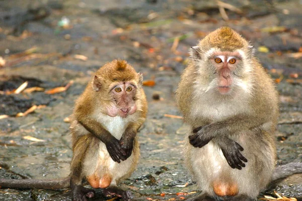 Two monkeys couple sitting side by side — стоковое фото