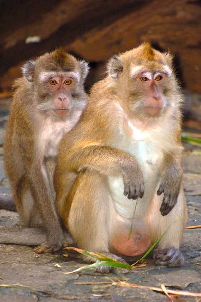 Two monkeys couple sitting side by side — Fotografia de Stock