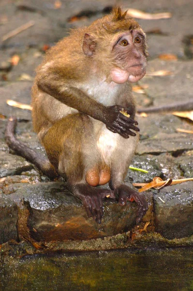 Affe mit großen Kugeln sitzt am Wasser — Stockfoto