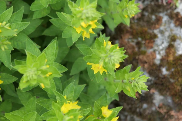 Gelbe Blüten Grüne Blätter Mit Stein Hochwertiges Foto — Stockfoto