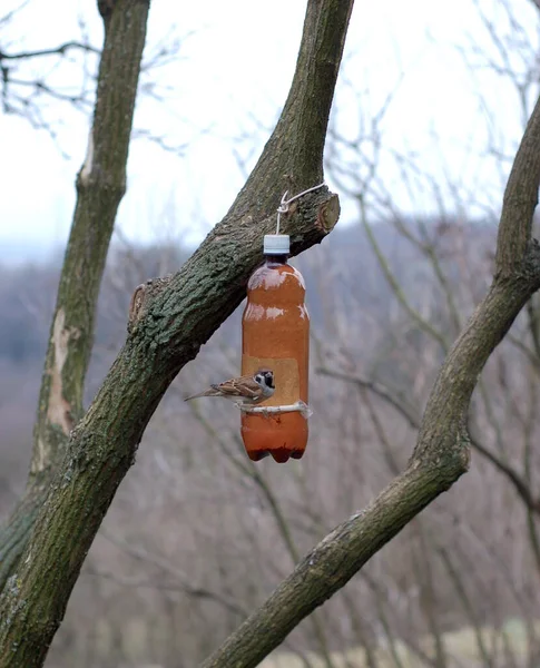 Plastik şişelerden yapılmış kuş yemi. Yüksek kalite fotoğraf