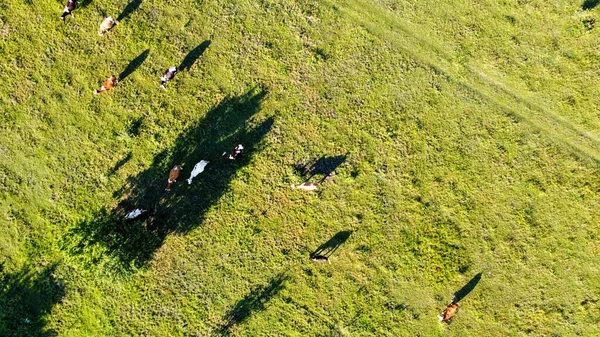 Cows Walk Meadow Cast Shadows Drone Shooting High Quality Photo — Stok fotoğraf