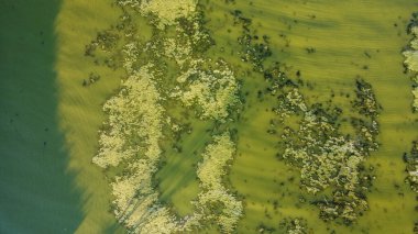 Suyun yüzeyindeki yeşil bataklık dalgaları. Ukrayna 'da bir İHA' dan ateş ediliyor. Yüksek kalite fotoğraf