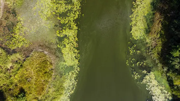 Suyun yüzeyindeki yeşil bataklık dalgaları. Ukrayna 'da bir İHA' dan ateş ediliyor. Yüksek kalite fotoğraf