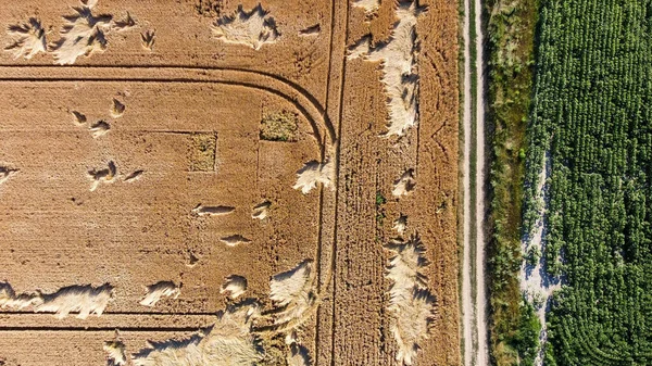 Ukrayna hasadı olan tarlalar İHA 'dan çekiliyor. Yüksek kalite fotoğraf