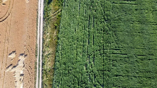 Fields Harvest Ukraine Filming Drone High Quality Photo —  Fotos de Stock