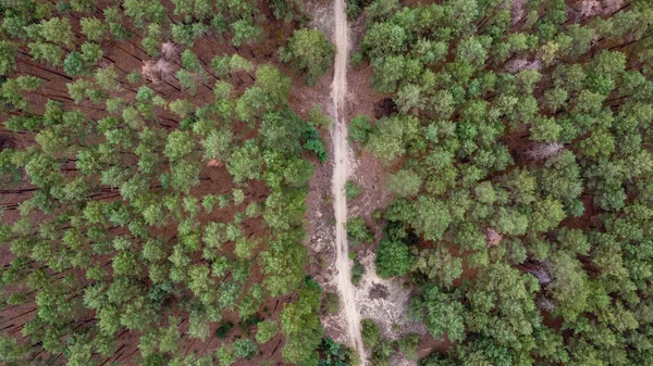 road through a green pine forest shot from a drone, Ukraine. High quality photo