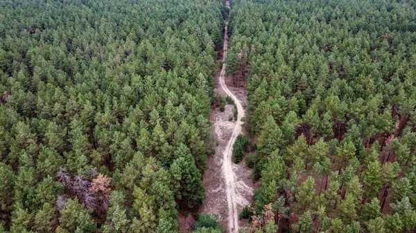 road through a green pine forest shot from a drone, Ukraine. High quality photo