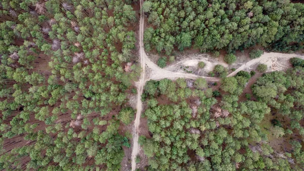 road through a green pine forest shot from a drone, Ukraine. High quality photo