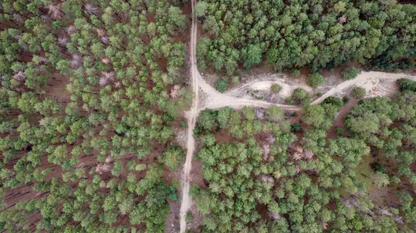 Road Green Pine Forest Shot Drone Ukraine High Quality Photo — Zdjęcie stockowe