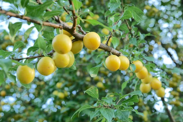yellow cherry plum on a branch among green leaves. High quality photo