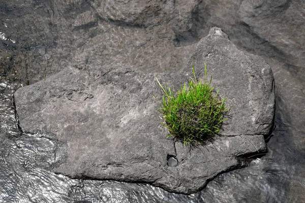 green grass grows on a gray stone in the river. High quality photo