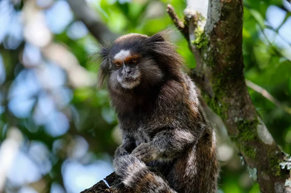 sagui monkey in rio de janeiro tropical forest . High quality photo