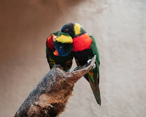 형형색색의 앵무새 마리가 나뭇가지에 옹기종기 베이지 스톡 사진