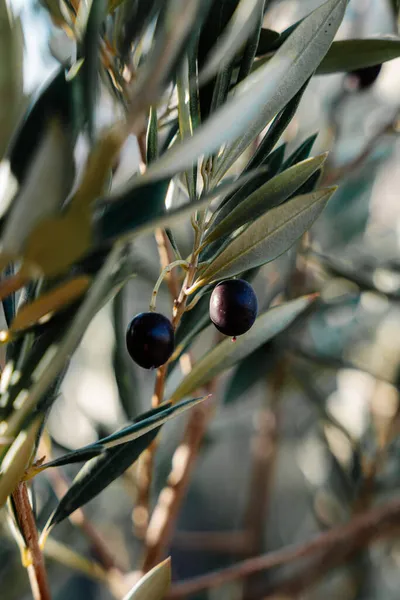 올리브 가지에 올리브 열매는 황금시간대에 아침에 것이었다 수직적 스톡 사진