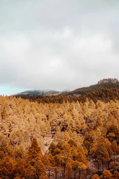 날에는 노랗고 소나무 숲으로 뒤덮여 있었다 나무와 Gran Canaria Spain 로열티 프리 스톡 사진